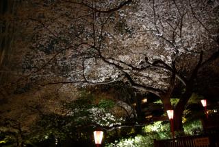 takanawa_sakura_04.jpg