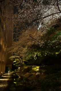 takanawa_sakura_05.jpg