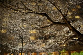 takanawa_sakura_07.jpg