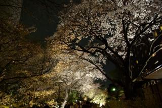 takanawa_sakura_08.jpg