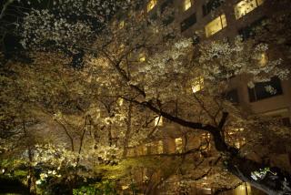 takanawa_sakura_09.jpg