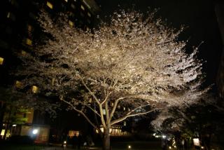 takanawa_sakura_13.jpg