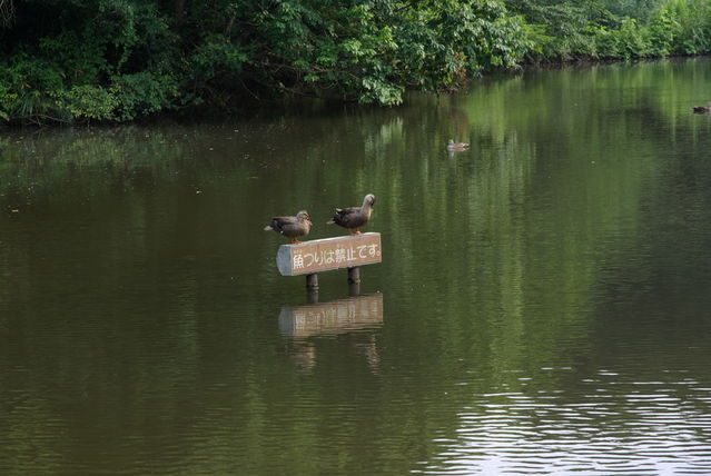 鴨池公園にて
